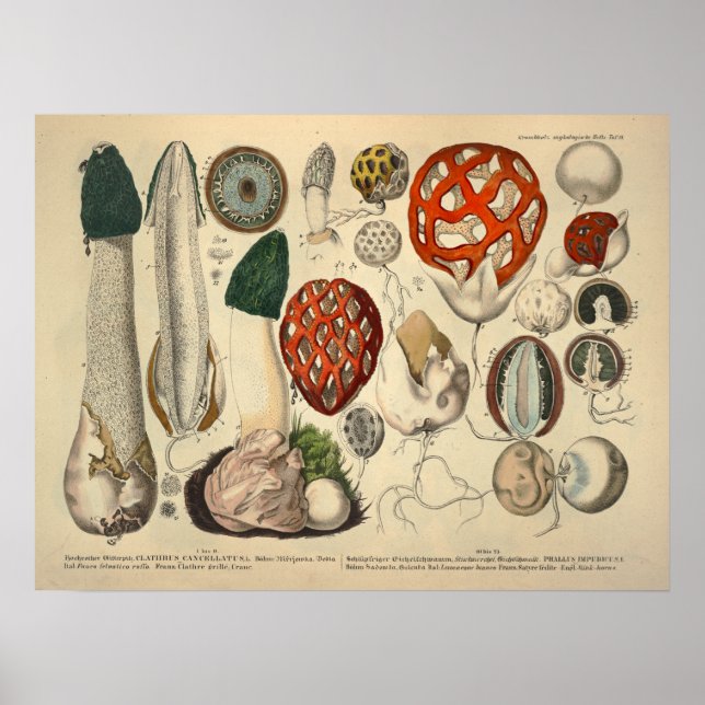 Vintage 1831 Mushroom Variety Green Red Impressão (Frente)