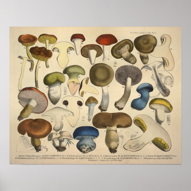 Vintage 1831 Mushroom Variety Red Blue Impressão (Frente)