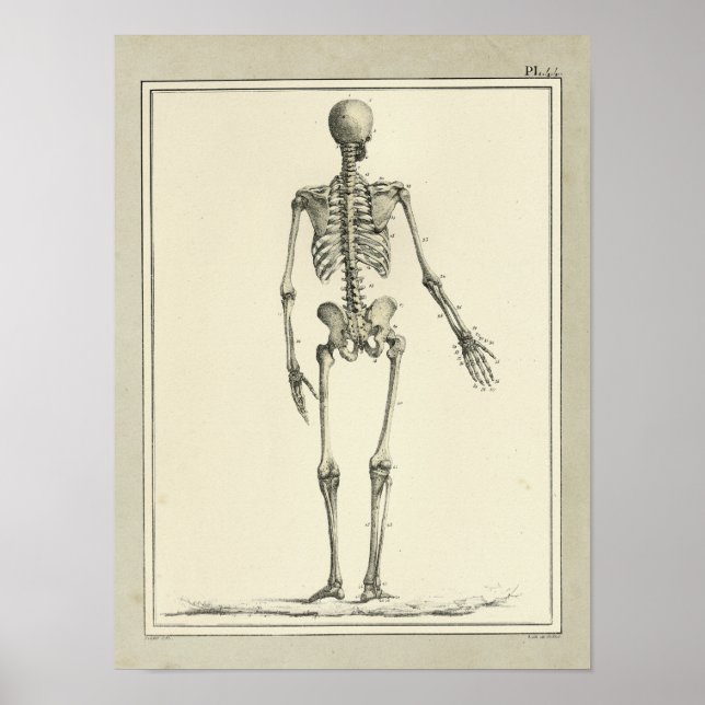 Vintage 1831 Skeleton Anatomy Impressão (Frente)