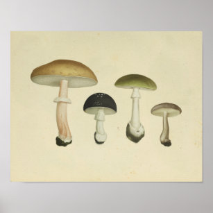 Vintage 1841 Green Brown Mushroom Art Impressão