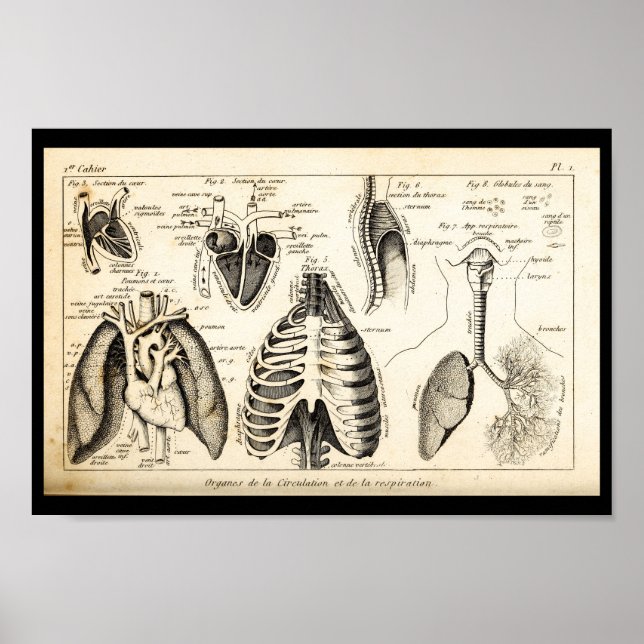 Vintage 1844 Impressão de Anatomia do Coração Huma (Frente)