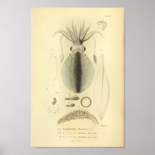 Vintage 1845 Reef Squid Color Art Impressão