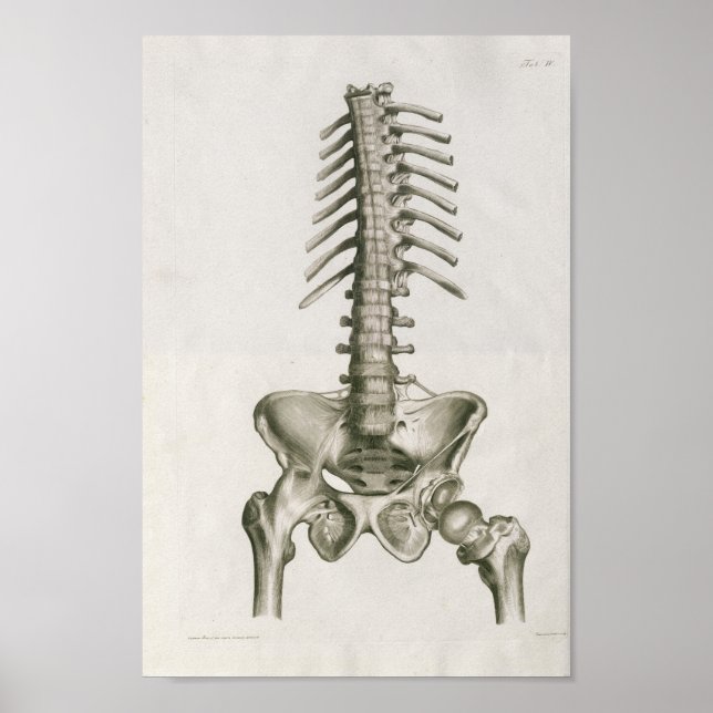 Vintage 1853 Lumbar Spine Anatomy Art Impressão (Frente)