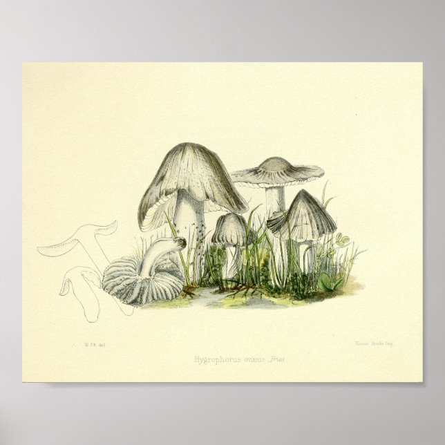 Vintage 1855 Cogumelos Impressão de Arte Branca (Frente)