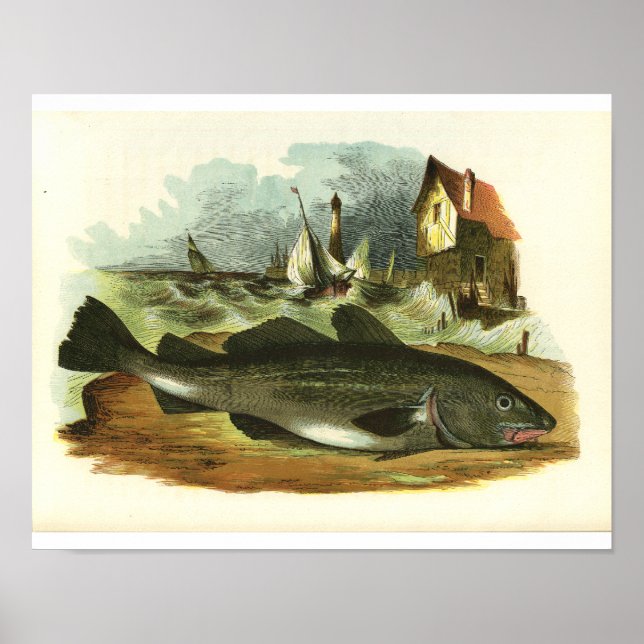 Vintage 1859 Codfish Impressão FolkArt (Frente)