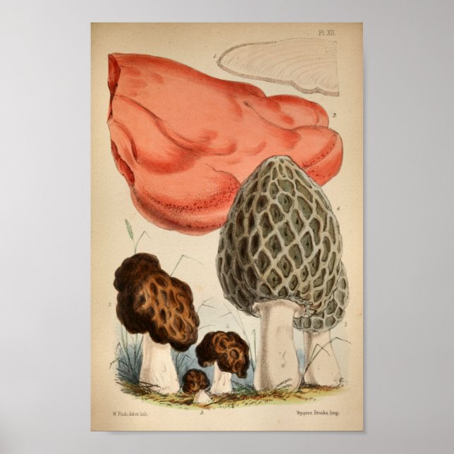 Vintage 1863 Brown Red Mushroom Art Impressão (Frente)