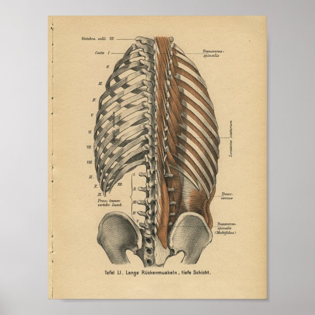 Vintage 1888 Anatomia Alemã Impressão (Frente)