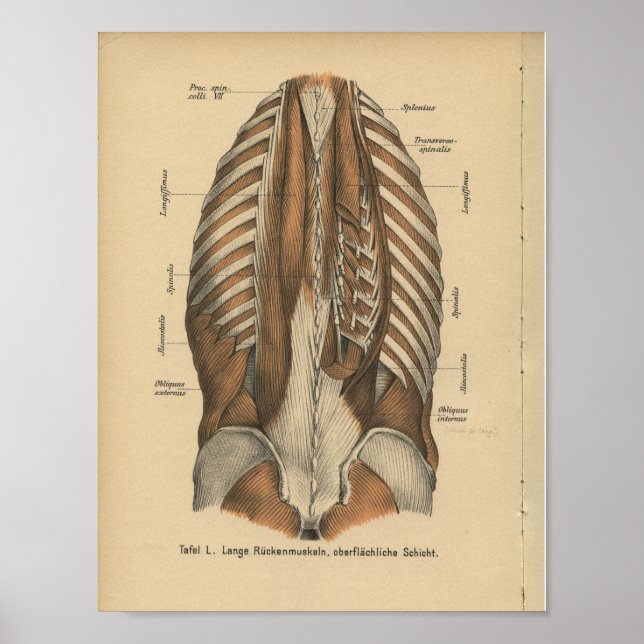 Vintage 1888 Anatomia Alemã Impressão (Frente)