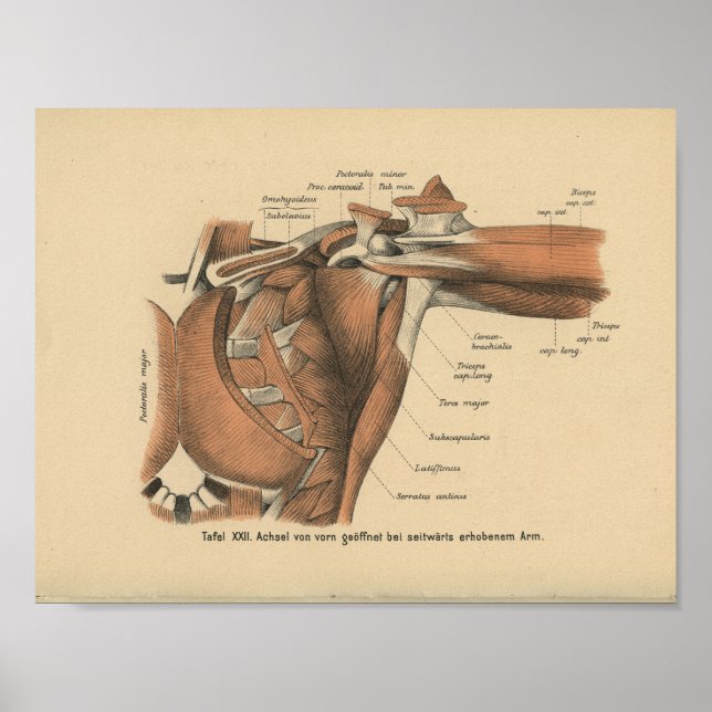 Vintage 1888 Anatomia Alemã - Impressão (Frente)