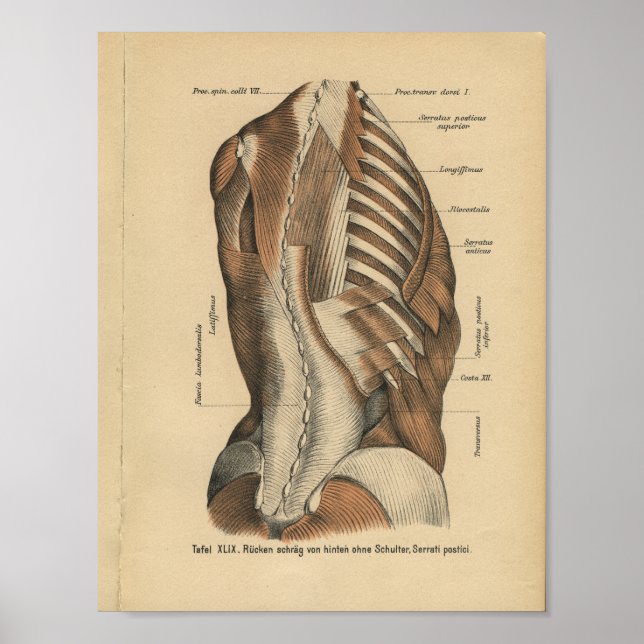 Vintage 1888 Anatomia Alemã Impressão (Frente)