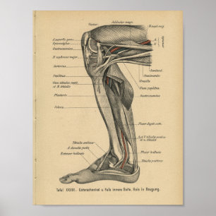 Vintage 1888 Anatomia Alemã Impressão Do Joelho Da