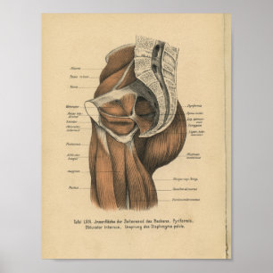 Vintage 1888 Anatomia Alemã Impressão Músculos
