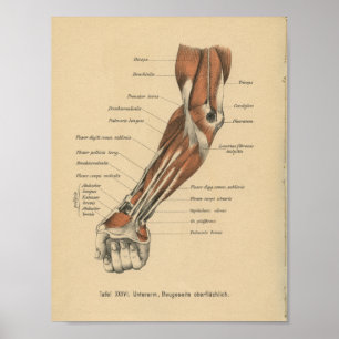 Vintage 1888 Anatomy Forearm Impressão alemão