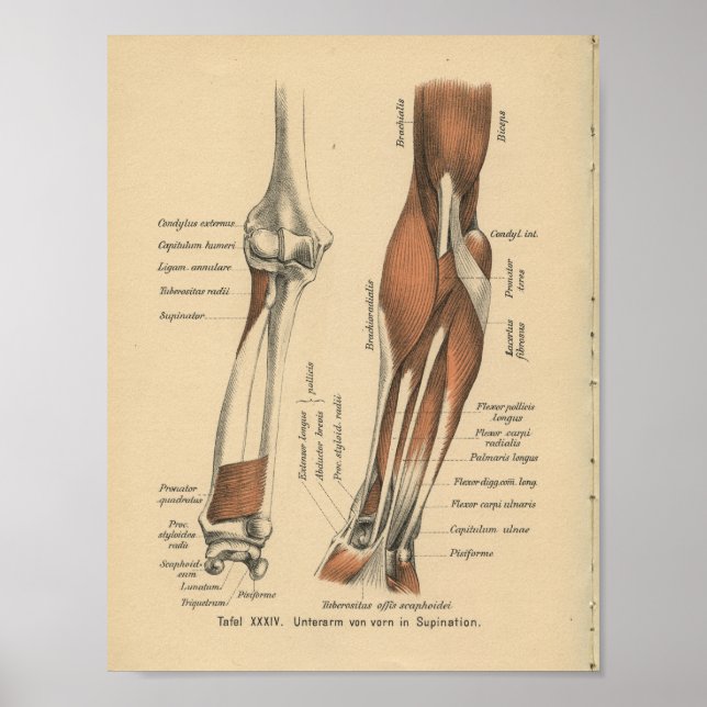 Vintage 1888 Anatomy Forearm Impressão alemão (Frente)
