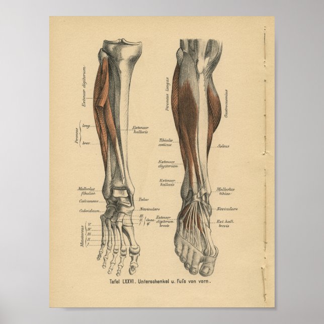 Vintage 1888 Anatomy Impressão (Frente)