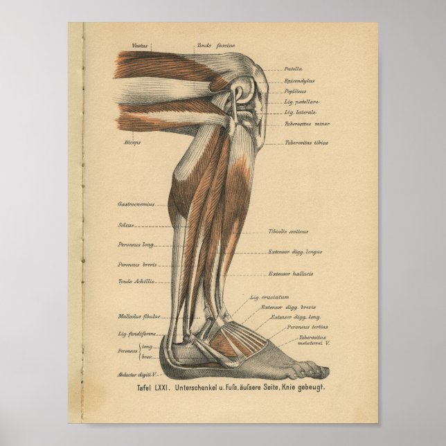 Vintage 1888 Anatomy Impressão (Frente)