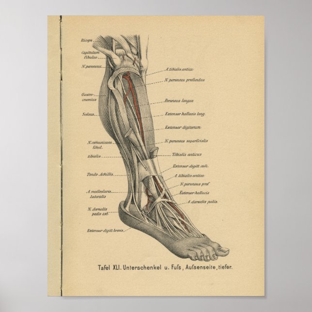 Vintage 1888 Anatomy Impressão (Frente)