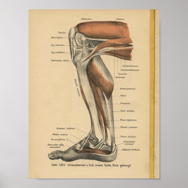 Vintage 1888 Anatomy Impressão (Frente)