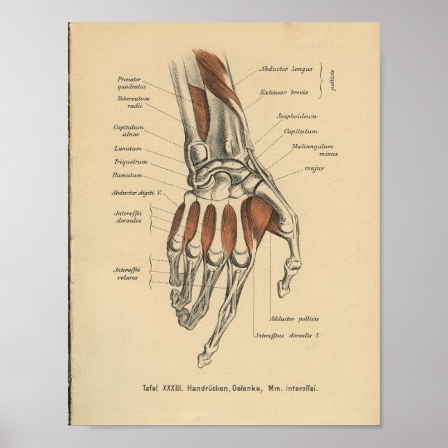 Vintage 1888 Anatomy Impressão Wrist (Frente)