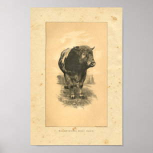 Vintage 1888 Bull Impressão