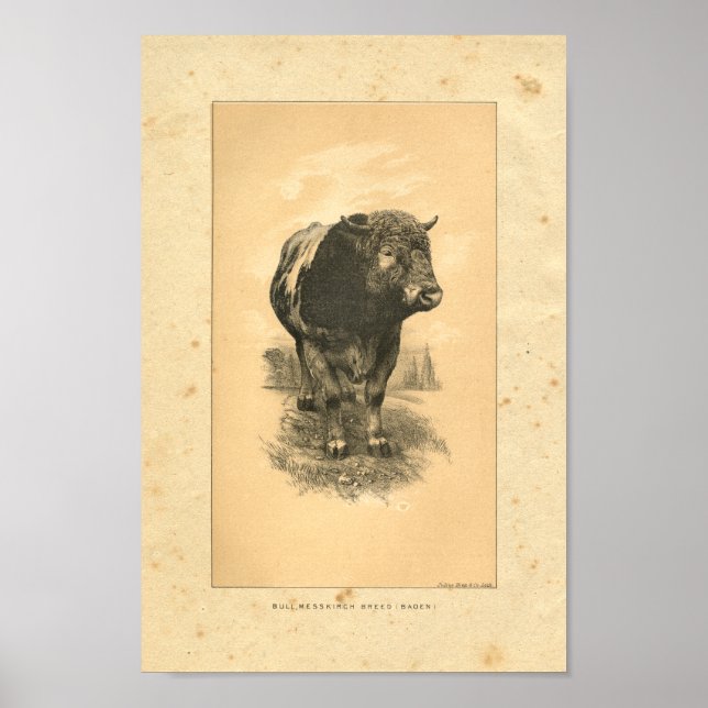 Vintage 1888 Bull Impressão (Frente)