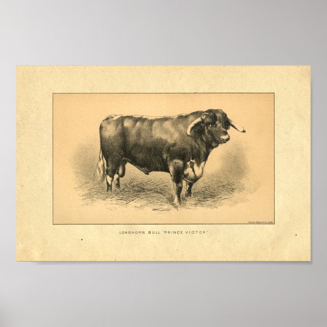 Vintage 1888 Bull Impressão (Frente)