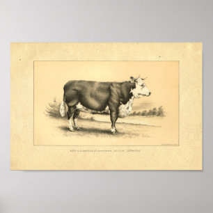 Vintage 1888 Bull Impressão