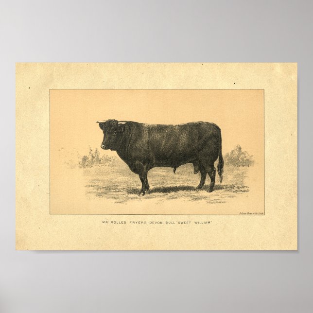 Vintage 1888 Bull Impressão (Frente)