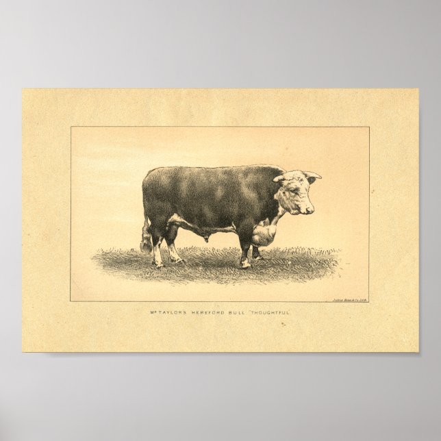 Vintage 1888 Bull Impressão (Frente)