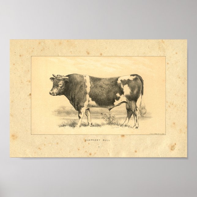Vintage 1888 Guernsey Bull Impressão (Frente)