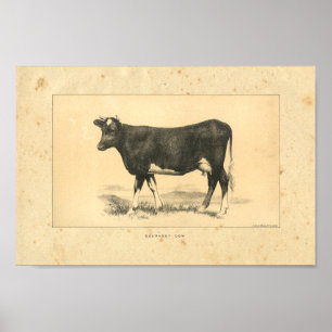 Vintage 1888 Guernsey Cow Impressão