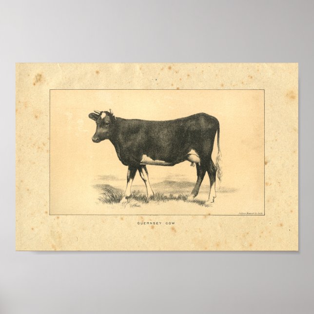 Vintage 1888 Guernsey Cow Impressão (Frente)