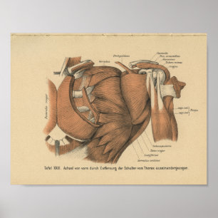 Vintage 1888 Impressão da Anatomia Alemã