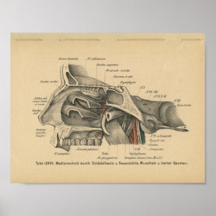 Vintage 1888, Impressão de Anatomia Alemã