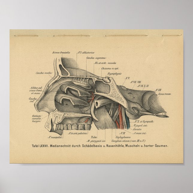 Vintage 1888, Impressão de Anatomia Alemã (Frente)