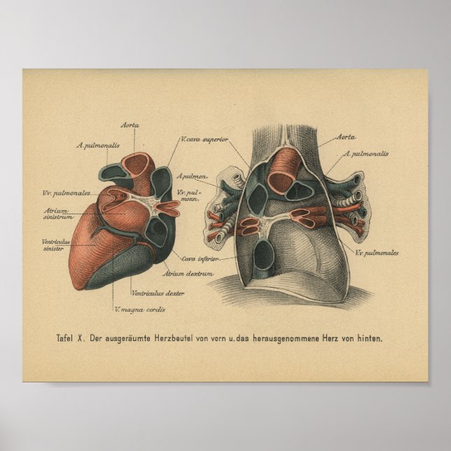 Vintage 1888, Impressão de Anatomia Alemã (Frente)