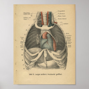 Vintage 1888, Impressão de Anatomia Alemã