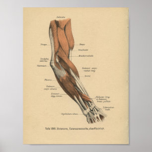 Vintage 1888 Impressão de Anatomia Alemã
