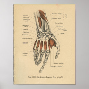 Vintage 1888 Impressão de Anatomia Alemã