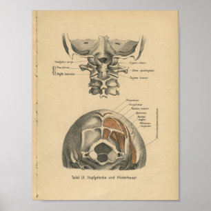 Vintage 1888 Impressão de Anatomia Alemã Spine Cer
