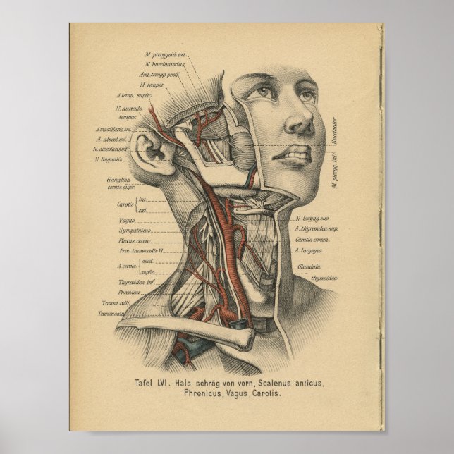 Vintage, 1888, Impressão de Anatomia Humana (Frente)
