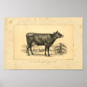 Vintage 1888 Jersey Cow Impressão