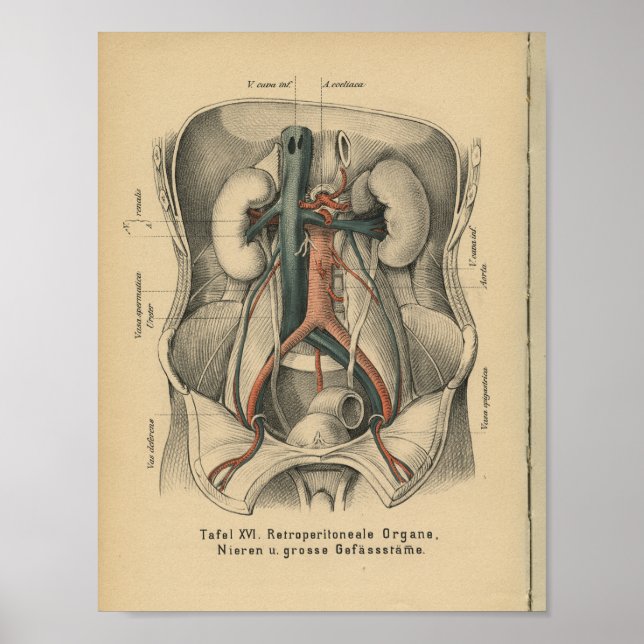 Vintage 1888, Rins Impressão da Anatomia Alemã (Frente)