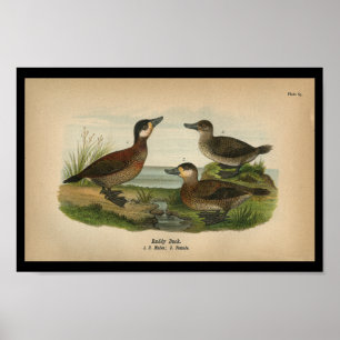 Vintage 1890 Bird Impressão Ruddy Duck