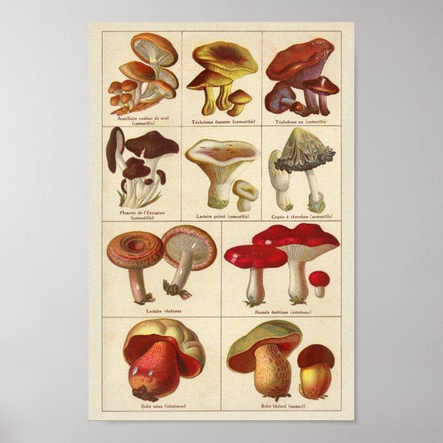 Vintage 1900 Mushroom Variety Red Yellow Impressão (Frente)