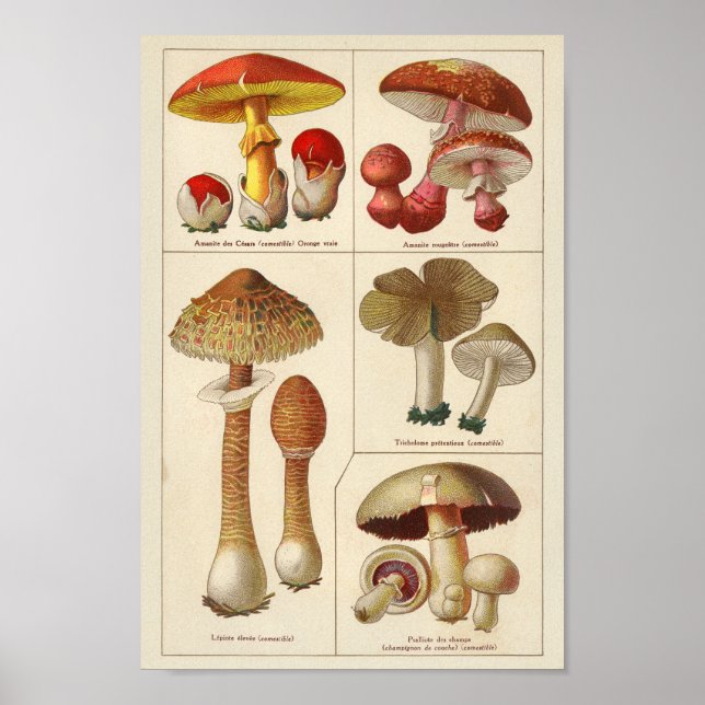 Vintage 1900 Mushroom Variety Red Yellow Impressão (Frente)