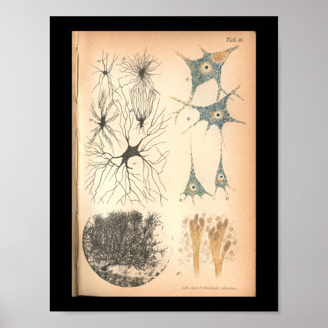 Vintage 1901 Nerve Cells Anatomy Impressão (Frente)