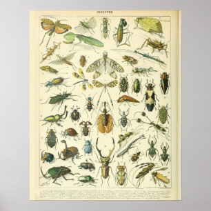 Vintage Adolphe Millot Impressão Insetos Padrão-A