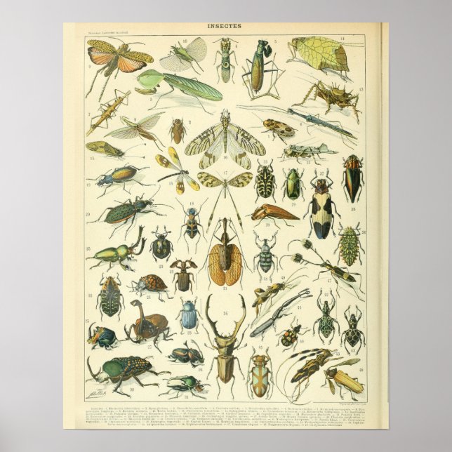 Vintage Adolphe Millot Impressão Insetos Padrão-A (Frente)