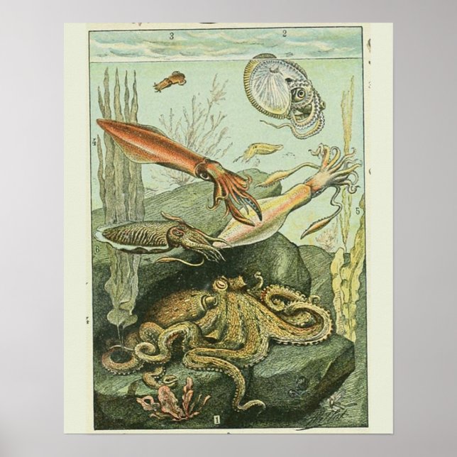 Vintage Adolphe Millot Moluscos Impressão (Frente)